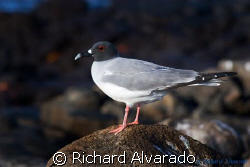 Swallow-tailed Gull
It is unique among the gulls as it i... by Richard Alvarado 